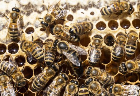 Téléchargez les photos : Queen bee lay eggs in the honeycomb. Queen Bee is always surrounded by working bees  her servant. - en image libre de droit