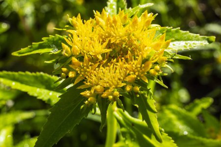 Photo for Beautiful inflorescence of the golden root. Golden Root Medicinal Plant. The fat family. Rhodiola rosea in the form of tea is used to relieve fatigue, overwork, to increase efficiency and endurance. - Royalty Free Image