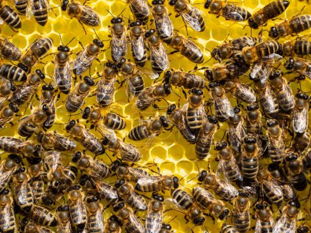 Photo for Bees together build honeycombs on a pre-marked sheet of foundation. This markup makes it easier for them to do important work. - Royalty Free Image