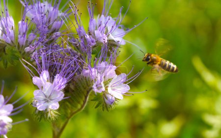 A bee collects nectar and pollen from phacelia flowers. A bee collects nectar and pollen from phacelia flowers._