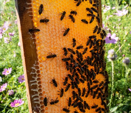 Foto de Eliminación de los marcos de la colmena para extraer miel de ellos. Un pequeño colmenar en el jardín del hogar. El apicultor retira los marcos de la colmena para extraer miel de ellos. - Imagen libre de derechos