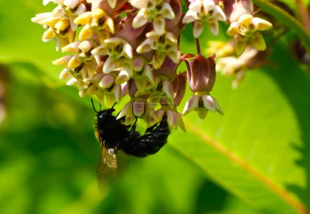 Xylocopa violacea sammelt Nektar und Pollen aus den Blüten der Asclepias syriaca. Zierpflanze und eine gute Honigpflanze. Verwendung in der Landschaftsplanung