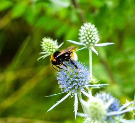 Foto de El abejorro recoge néctar del eringio o EringiumUn género de plantas herbáceas de la familia Umbelliferae. Crece en lugares arenosos y en matorrales de arbustos, en terrenos baldíos. - Imagen libre de derechos