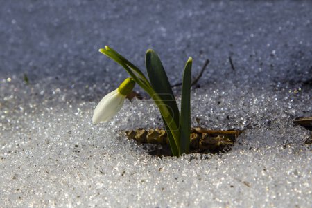Snowdrop Galanthus est la première fleur du printemps. Snowdrop appartient aux primevères