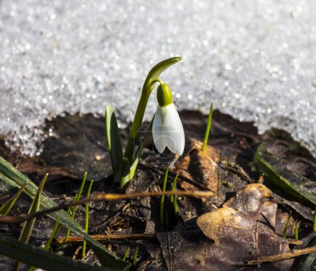 Snowdrop Galanthus est la première fleur du printemps. Snowdrop appartient aux primevères