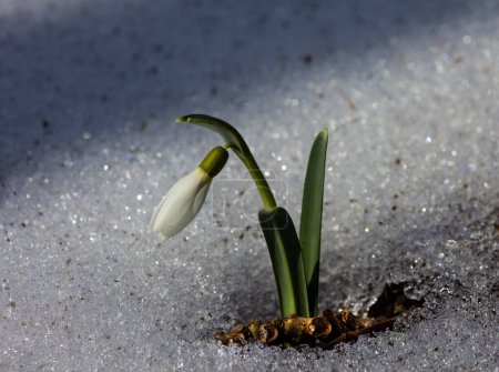 Schneeglöckchen Galanthus ist die erste Blüte des Frühlings. Schneeglöckchen gehören zu Primeln