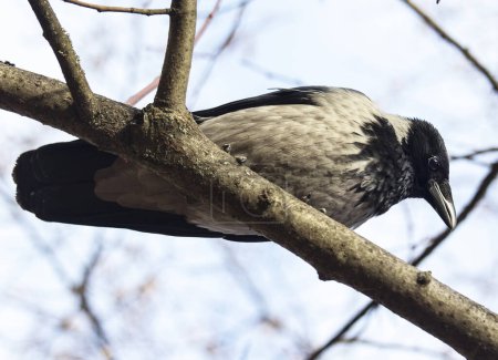 Un corbeau gris communique avec une personne. Elle accepte volontiers la nourriture de lui et peut l'accompagner au parc.