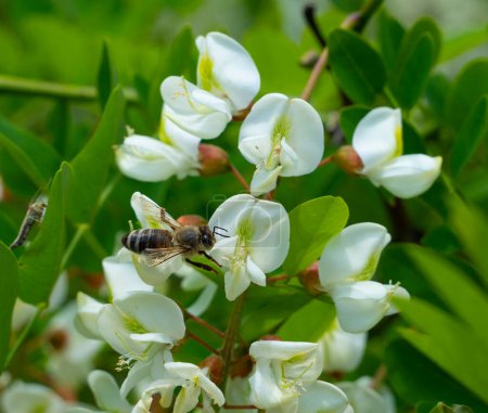 Akazie ist eine hervorragende Honigpflanze. Eine Biene sammelt Nektar aus Akazienblüten.