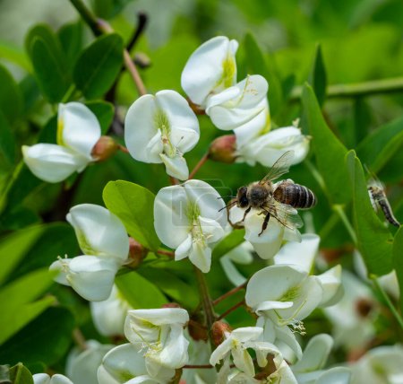 La acacia es una excelente planta de miel. Una abeja recoge néctar de flores de acacia.
