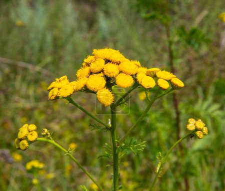 Tansy flowers, Tanacetum vulgare L Tanacetum vulgare L. - perennial herbaceous plant of the Asteraceae family.