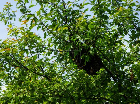 Swarming bees. Bee swarm on a tree branch. Instinct of reproduction of bees leads to the separation of a group of these insects from their former colony. 