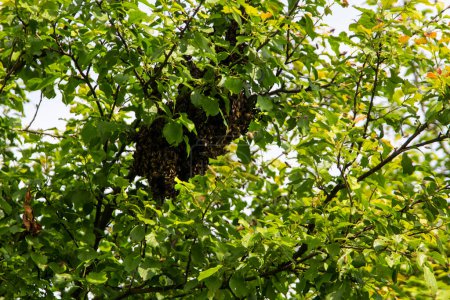 Bienenschwarm. Bienenschwarm auf einem Ast. Fortpflanzungsinstinkt der Bienen führt zur Trennung einer Gruppe dieser Insekten von ihrem ehemaligen Volk. 