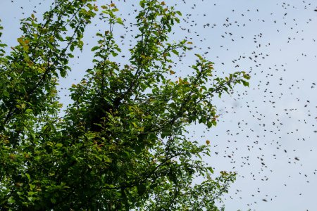Bienenschwarm. Bienenschwarm auf einem Ast. Fortpflanzungsinstinkt der Bienen führt zur Trennung einer Gruppe dieser Insekten von ihrem ehemaligen Volk. 