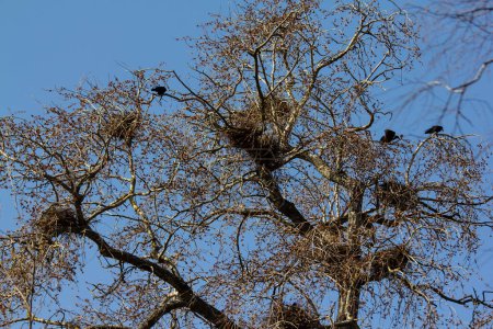 Inquiétudes printanières des oiseaux. Corbeaux et coqs construisent des nids pour produire une nouvelle progéniture. 