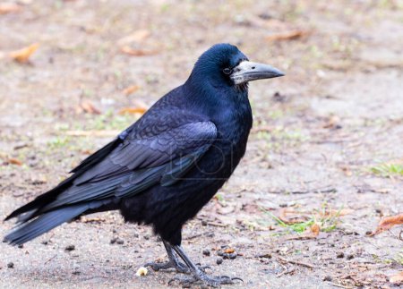  Rook, Corvus frugilegus L.0Un oiseau grand et intelligent de la famille des corvidés.