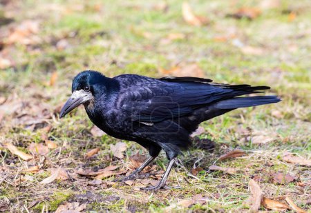 Rook, Corvus frugilegus L. Ein großer und intelligenter Vogel aus der Familie der Corviden.