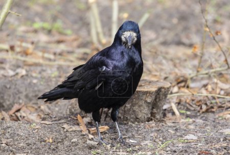 Rook, Corvus frugilegus L. Un oiseau grand et intelligent de la famille des corvidés.