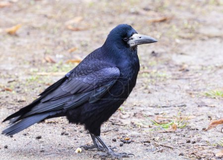 Rook, Corvus frugilegus L. Ein großer und intelligenter Vogel aus der Familie der Corviden.