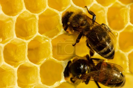 Photo for The work of young bees in the hive. Young bees build honeycombs and convert nectar into honey. - Royalty Free Image