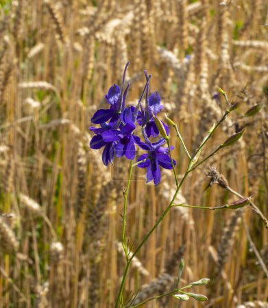 Larkspur against the background of grain crop Triticale.Larkspur is very poisonous. A decoction of its herbs in small doses is drunk for diseases of the genitourinary system, stagnation of bile.