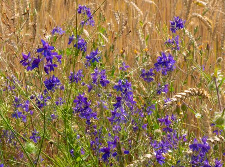 Larkspur against the background of grain crop Triticale.Larkspur is very poisonous. A decoction of its herbs in small doses is drunk for diseases of the genitourinary system, stagnation of bile.