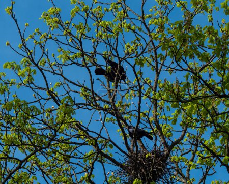Corbeaux et coqs construisent des nids pour produire une nouvelle progéniture. 
