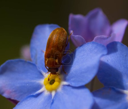 Raspberry beetle, Buturus tomentosus L