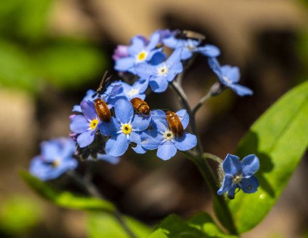      Myosotis sylvatica L. This beetle is a pest of raspberries, blackberries and other fruit and berry crops. It feeds on nectar, pollen and anthers of the first flowers. 