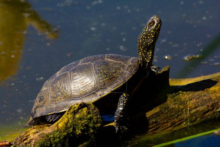 Foto de La tortuga de pantano - son depredadores. Prefieren alimentos de origen animal: insectos, crustáceos, moluscos, renacuajos, ranas, peces. - Imagen libre de derechos