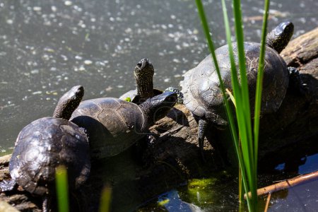 Swamp turtle - are predators. They prefer food of animal origin: insects, crustaceans, molluscs, tadpoles, frogs, fish. 