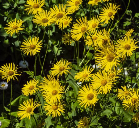Doronicum L. pertenece a un género de plantas con flores perteneciente a la familia Asteraceae, Asteraceae L.