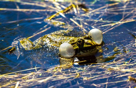 The male frog makes mating sounds using his resonators.This happens during the spawning period of these reptiles.