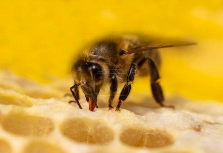     . Para el almacenamiento a largo plazo, las abejas melíferas se cierran en panales.