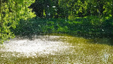 Chaotische Bewegung von Pappelflaum in der Luft über dem Fluss. Diese Bewegung von Pappelflaum ähnelt einem schönen Schneefall. Dieser Flaum löst Allergien aus.