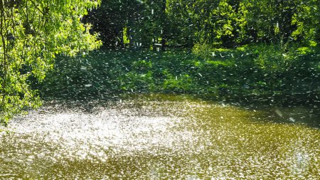 Chaotic movement of poplar fluff in the air over the river.This movement of poplar fluff resembles a beautiful snowfall. This fluff causes allergies.