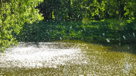 Mouvement chaotique de peluches de peuplier dans l'air au-dessus de la rivière.Ce mouvement de peluches de peuplier ressemble à une belle chute de neige. Ce duvet provoque des allergies.