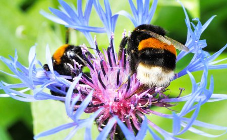 Dos abejorros en una flor. Knapweed jardín azul produce una gran cantidad de néctar y polen. Utilizado en el diseño del paisaje.