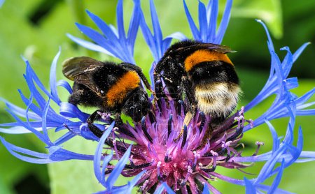 Dos abejorros en una flor. Knapweed jardín azul produce una gran cantidad de néctar y polen. Utilizado en el diseño del paisaje.