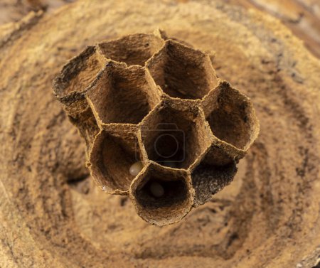 Photo for Hornet colony nest.An amazing engineering structure is a nest of a colony of hornets. - Royalty Free Image