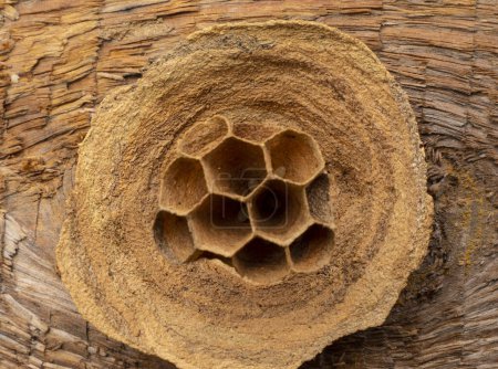 Photo for Hornet colony nest.An amazing engineering structure is a nest of a colony of hornets. - Royalty Free Image