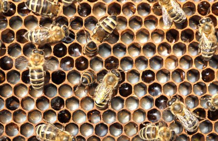 Life and reproduction of bees. Eggs and larvae in combs.