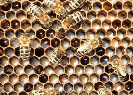 Leben und Fortpflanzung der Bienen. Eier und Larven in Waben.