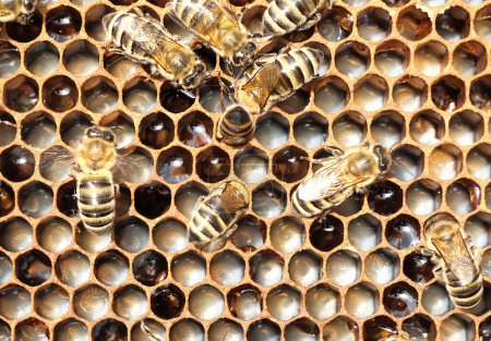Leben und Fortpflanzung der Bienen. Eier und Larven in Waben.
