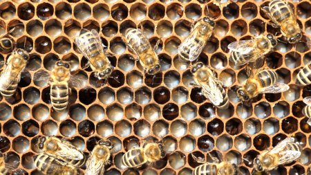 Life and reproduction of bees. Eggs and larvae in combs.