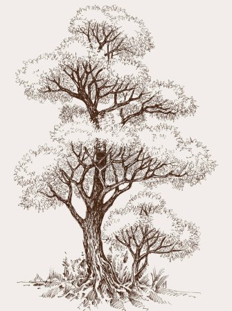 Hohe Eiche und Bäumchen handgezeichnete Vektorillustration