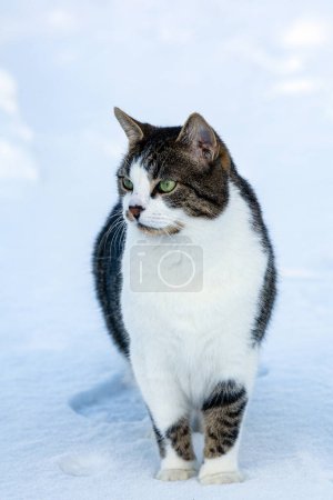 Photo for Schnee hat die junge Katze bisher nicht erkannt - Royalty Free Image