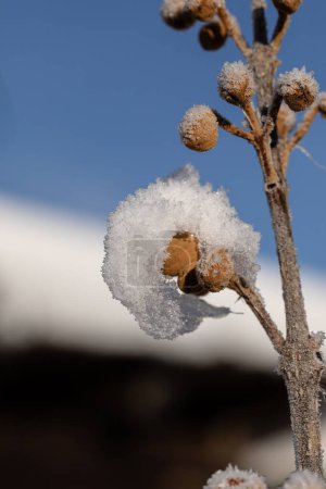 Knospen einer Paulownia mit Schnee und Eis ueberzogen 