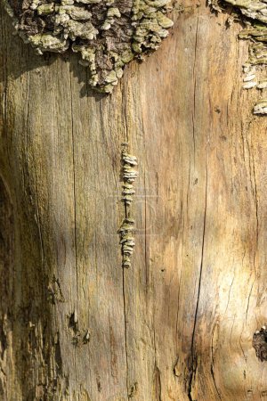 Photo for Zunderschwamm, ein Baumpilz erobert den alten Stamm einer Fichte - Royalty Free Image