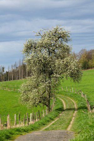 Uralter Birnbaum steht in voller Bluetenpracht am Feldweg