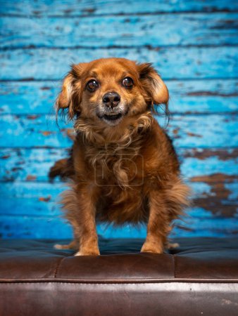 Photo for Cute photo of a dog in a studio shot on an isolated background - Royalty Free Image